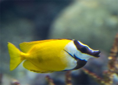 Hansi Geb