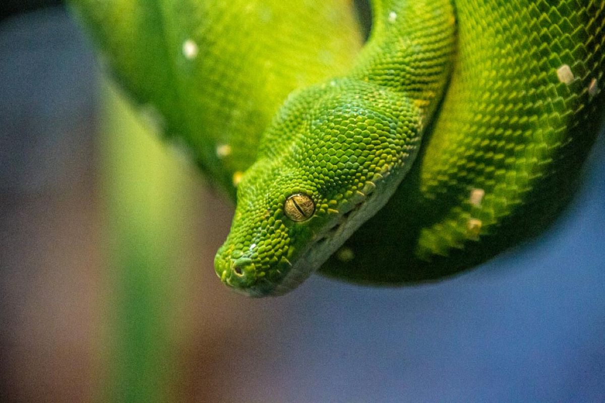2014 Burgers Zoo.jpg