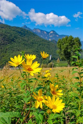 DSC_4275.jpg