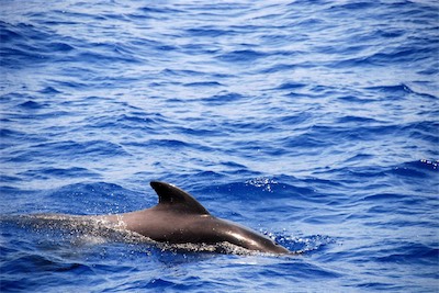 dsc_5265.jpg