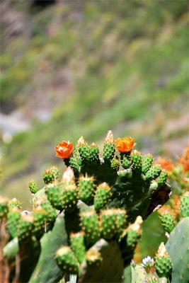 dsc_4546.jpg