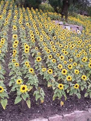 IMG_0777.jpg