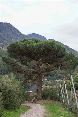 Hansi Geb
