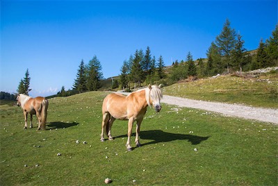 Hansi Geb