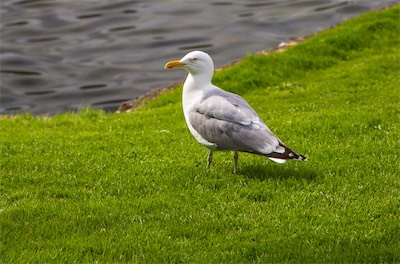 Hansi Geb