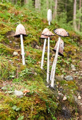 GEB05265.jpg