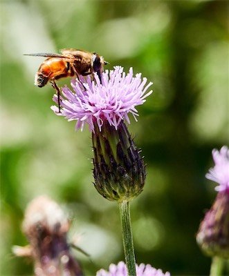 GEB05319.jpg