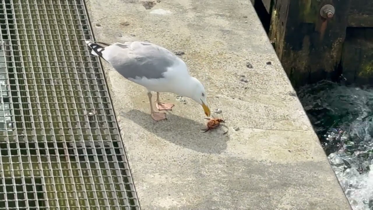 Möve bein Frühstücken