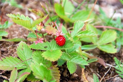 dsc_8167.jpg