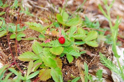 dsc_8168.jpg