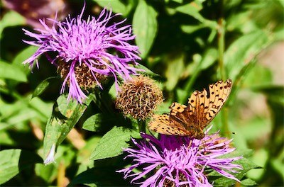 GEB07115.jpg