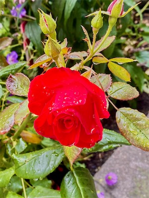IMG_3146.jpg