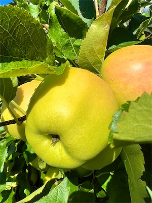 IMG_5697.jpg