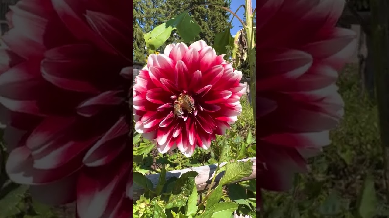 Bienen auf Blume
