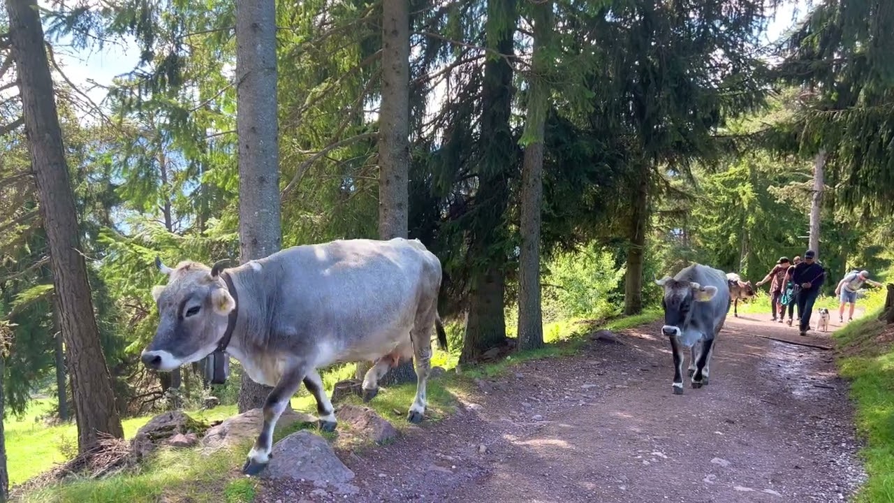 Kühe auf dem Weg