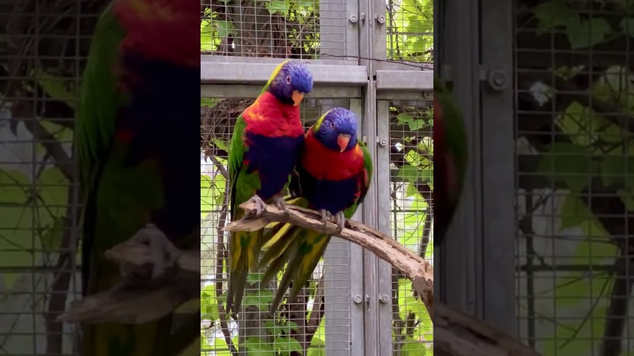 Papageien