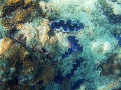 NOVATEK CAMERA