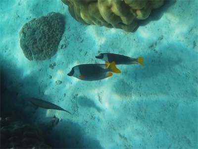 NOVATEK CAMERA