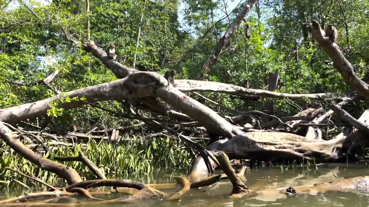 Amazonas
