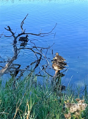 IMG_7253.jpeg