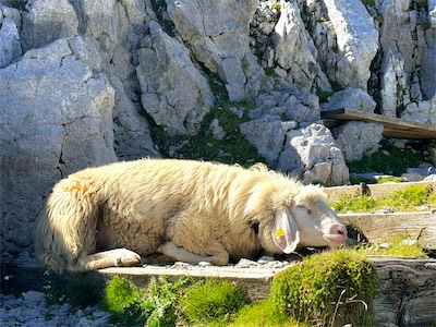 IMG_7406.jpeg