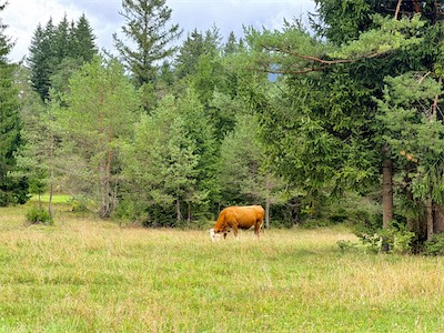 IMG_7670.jpeg