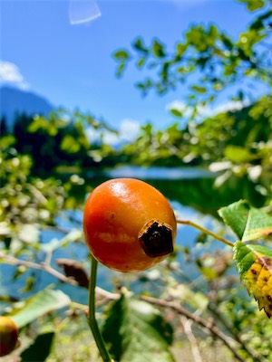 IMG_7201.jpeg