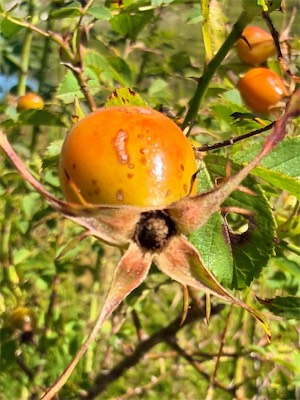 IMG_7206.jpeg