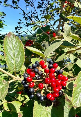 IMG_7207.jpeg