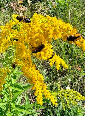 IMG_7213.jpeg